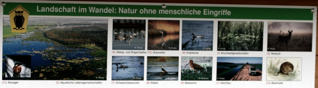 VWG vogelreis Oost Duitsland mei 2010 476